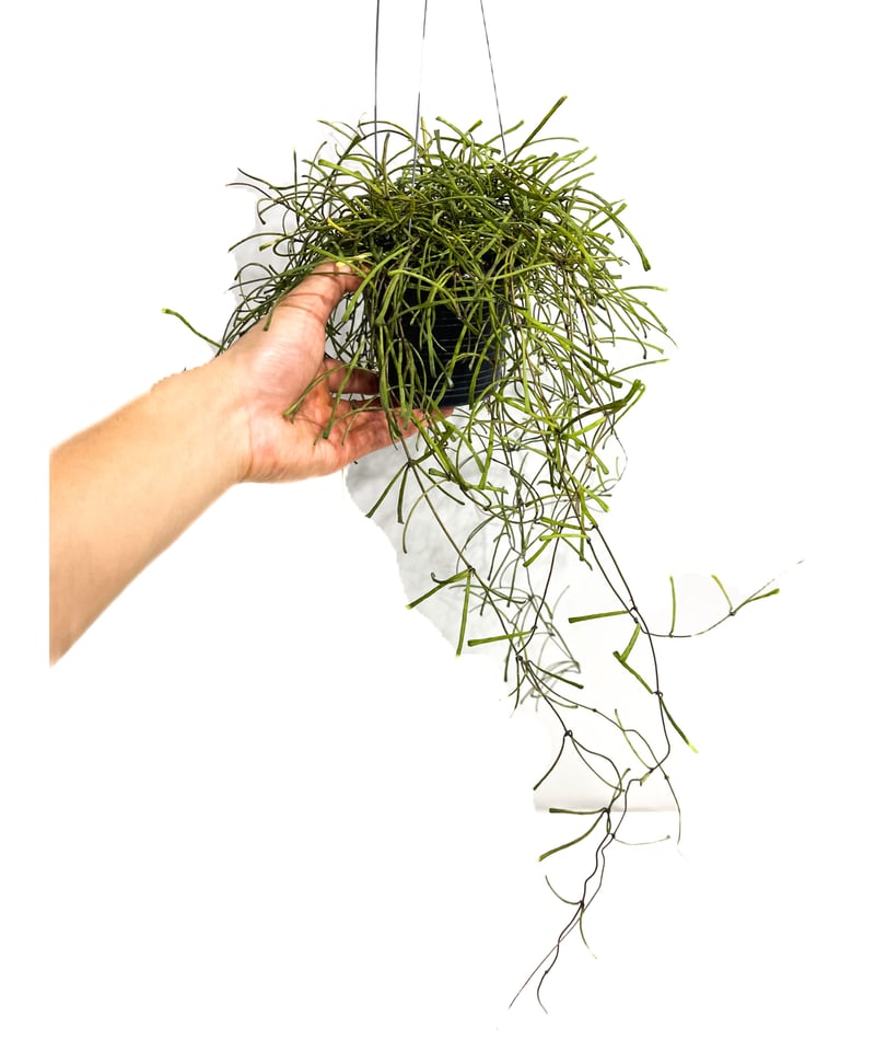 ホヤ レツーサ「 Hoya retusa」61-3 | SHOUCHIKUEN