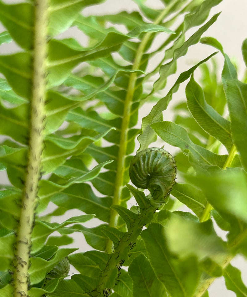 ブレクナム シルバー レディー「Blechnum gibbum 'Silver Lady'」1