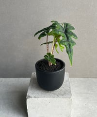 B*2様 バンハイニンギー　斑入 ティランジア バンハイニンギー 斑入 「Tillandsia vanhyningii Vari