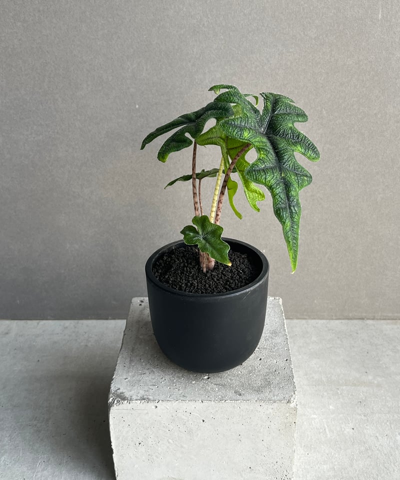 アロカシア ジャックリン「Alocasia Jacklyn」92N | SHOUCHIKUEN アロカシア ジャックリン「Alocasia Jacklyn」92N | SHOUCHIKUEN