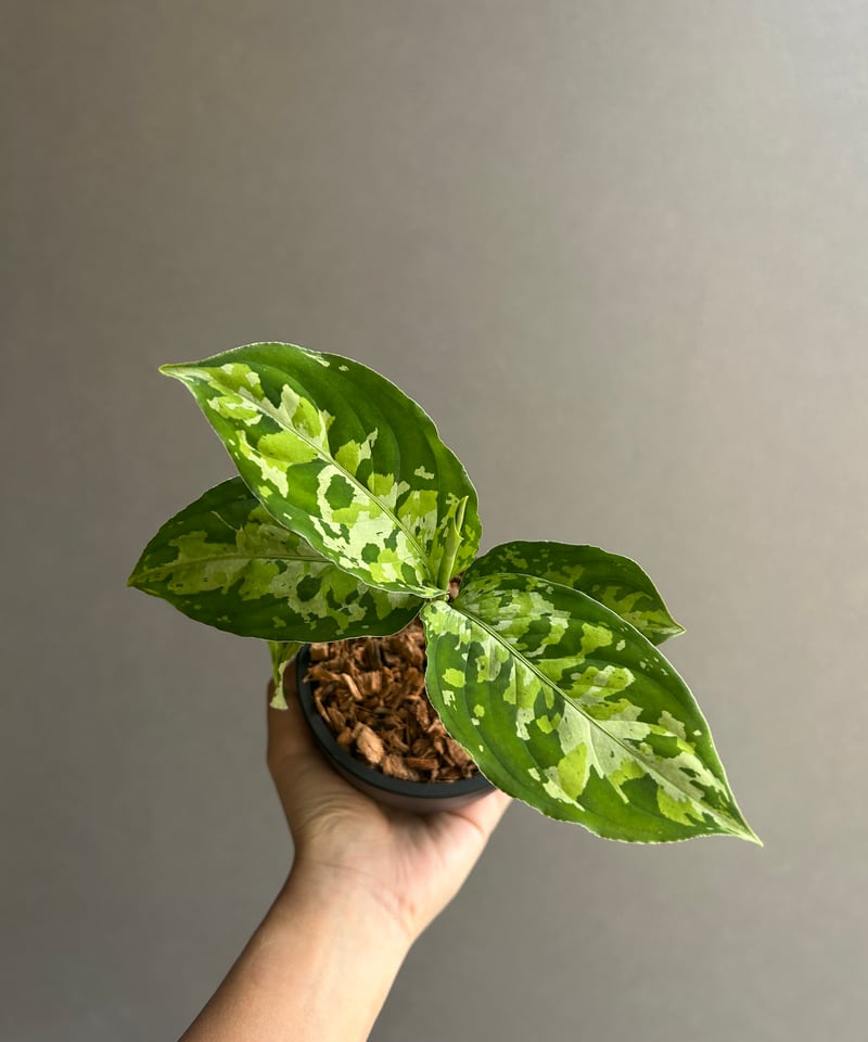 アグラオネマ ピクタム トリカラー 「Aglaonema pictum tricolor 」1