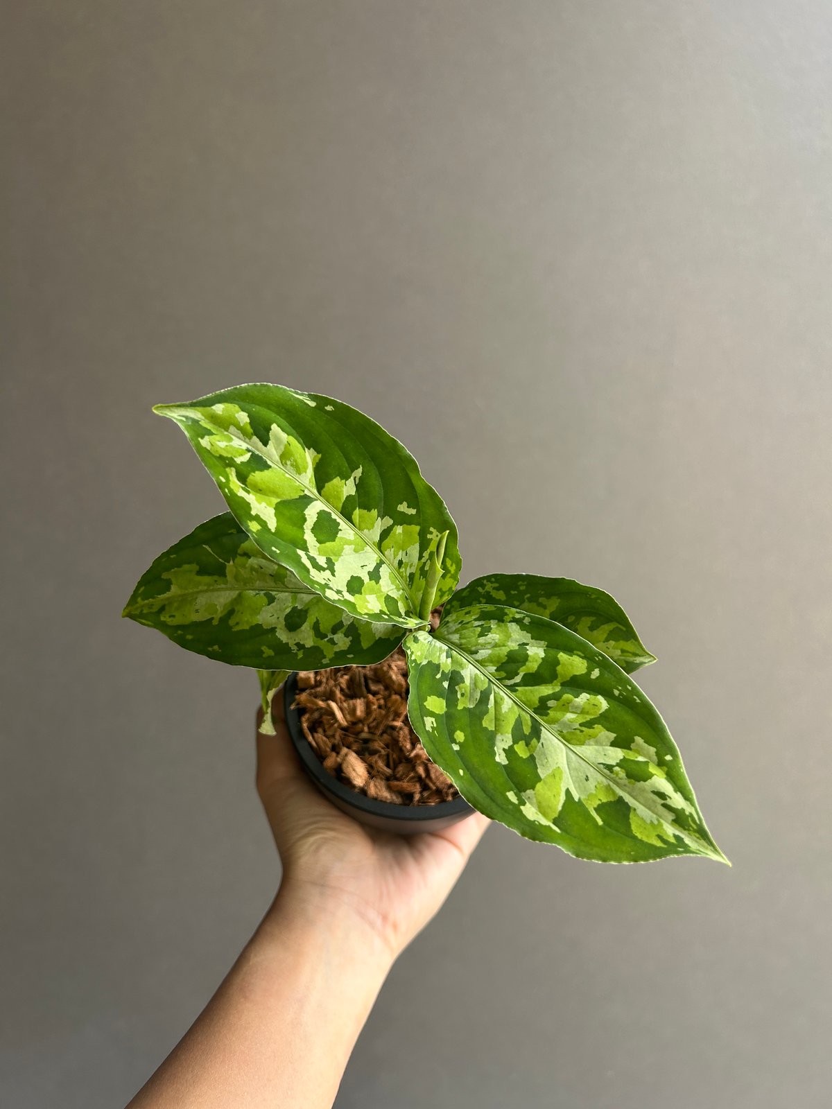 アグラオネマ ピクタム トリカラー 「Aglaonema pictum tricolor 」1