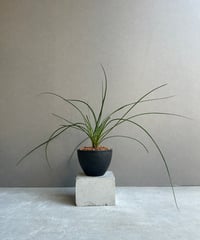 ビカクシダ ウィリンキー cv. ノース スター スポアリング セレクト「P