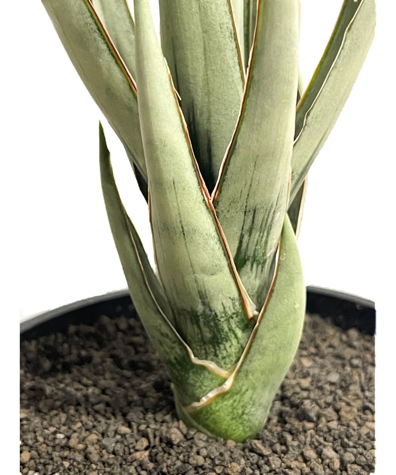 サンセベリア ヘルファイア「Sansevieria Hellfire」13F-1 | SHOU