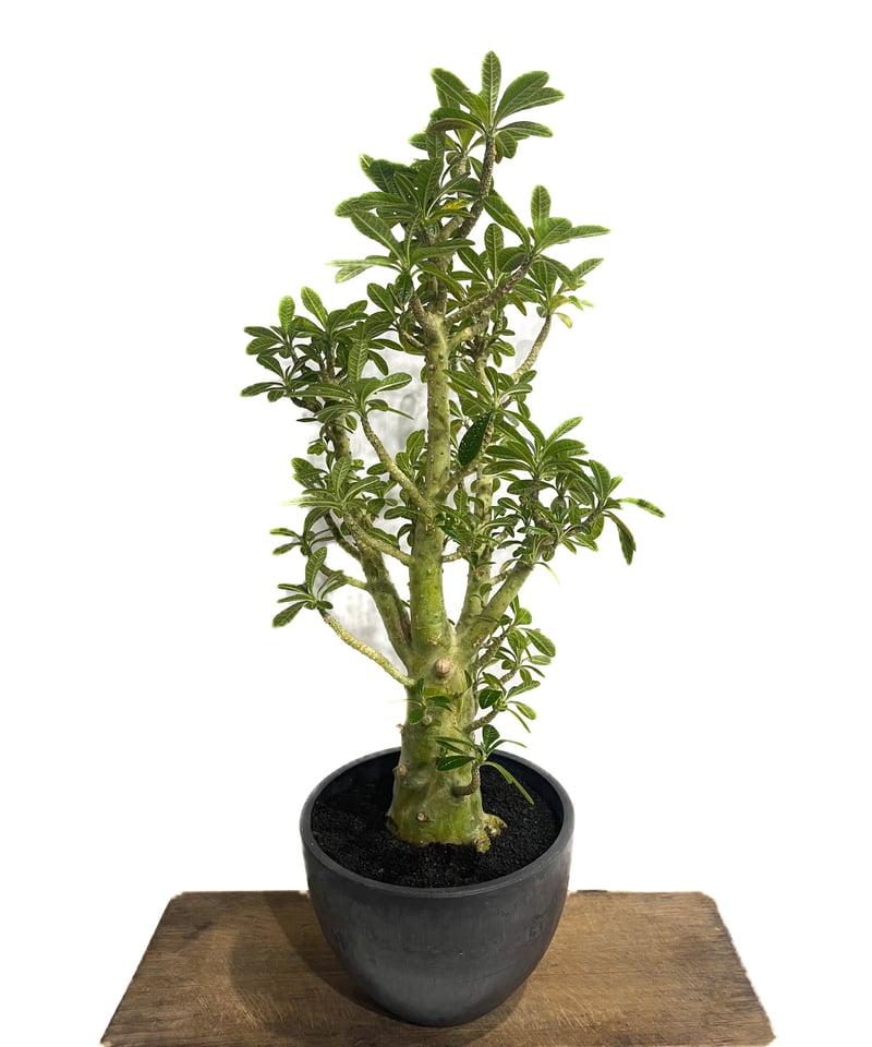 ドルステニア ギガス 実生5年③ Dorstenia gigas ドルステニア ギガス 実生 3