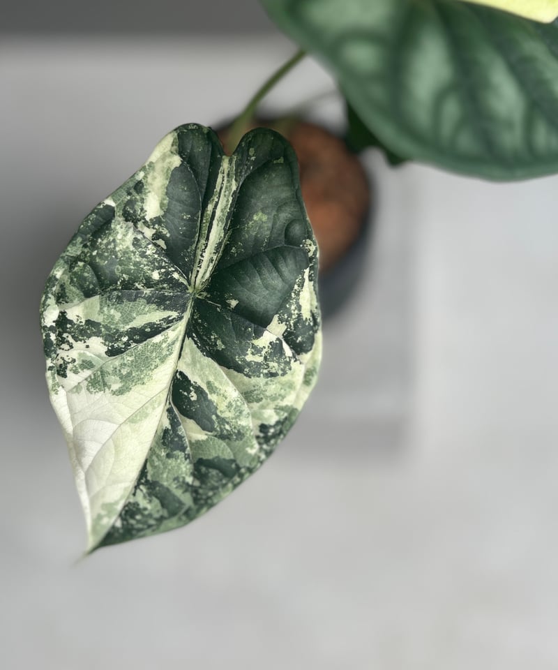 極斑 アロカシア ドラゴンスケール アルボ 斑入り】Alocasia dragon scale / アロカシア ドラゴンスケール