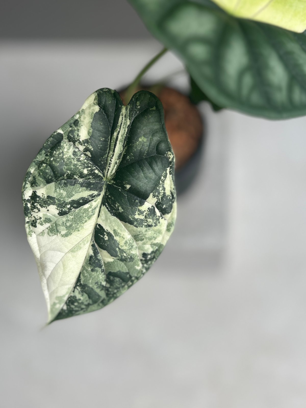 アロカシア ドラゴンスケール アルボ アロカシア ドラゴン スケール アルボ 「Alocasia Dragon Scale