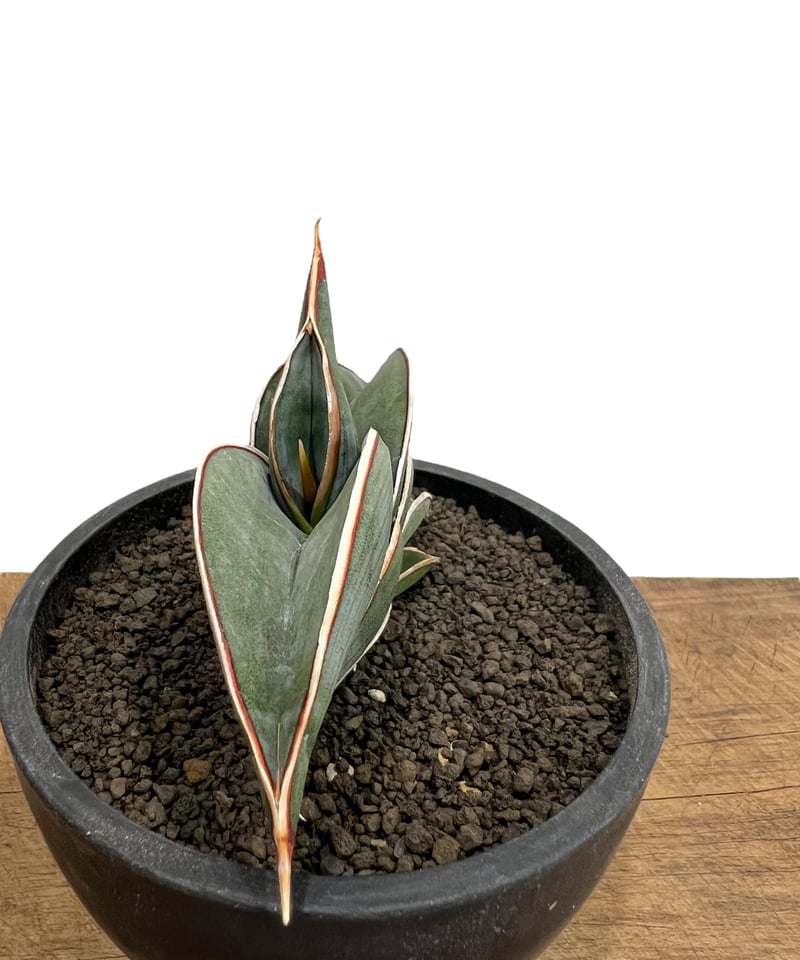 サンセベリア ロリダ 「Sansevieria rorida」57L | SHOUCHIKUEN
