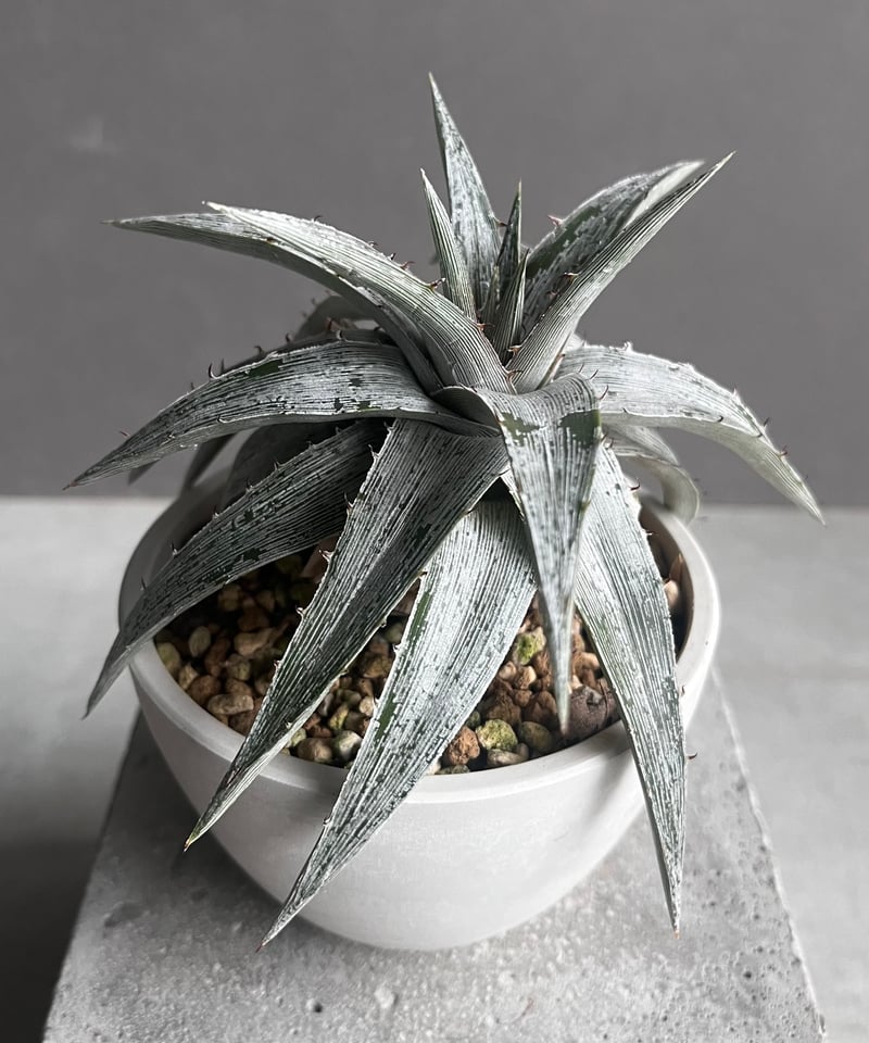 Dyckia Branca de Neve original clone Dyckia Branca de Neve Dyckia Branca de Neve original clone Dyckia Branca de Neve