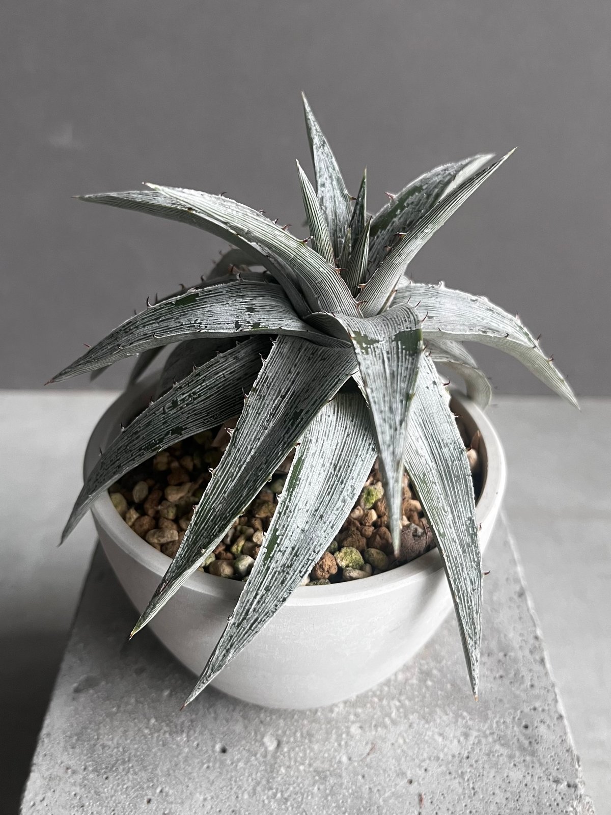 レア ディッキア Dyckia 'Fangus Whiteus' ディッキア・ホワイト