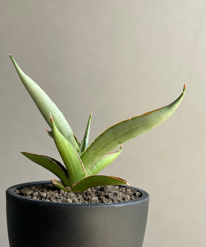 サンスベリア semanggi サンセベリア sansevieria サンスベリア ヘッジホッグ 2 Sansevieria Hedgehog | My-Favth