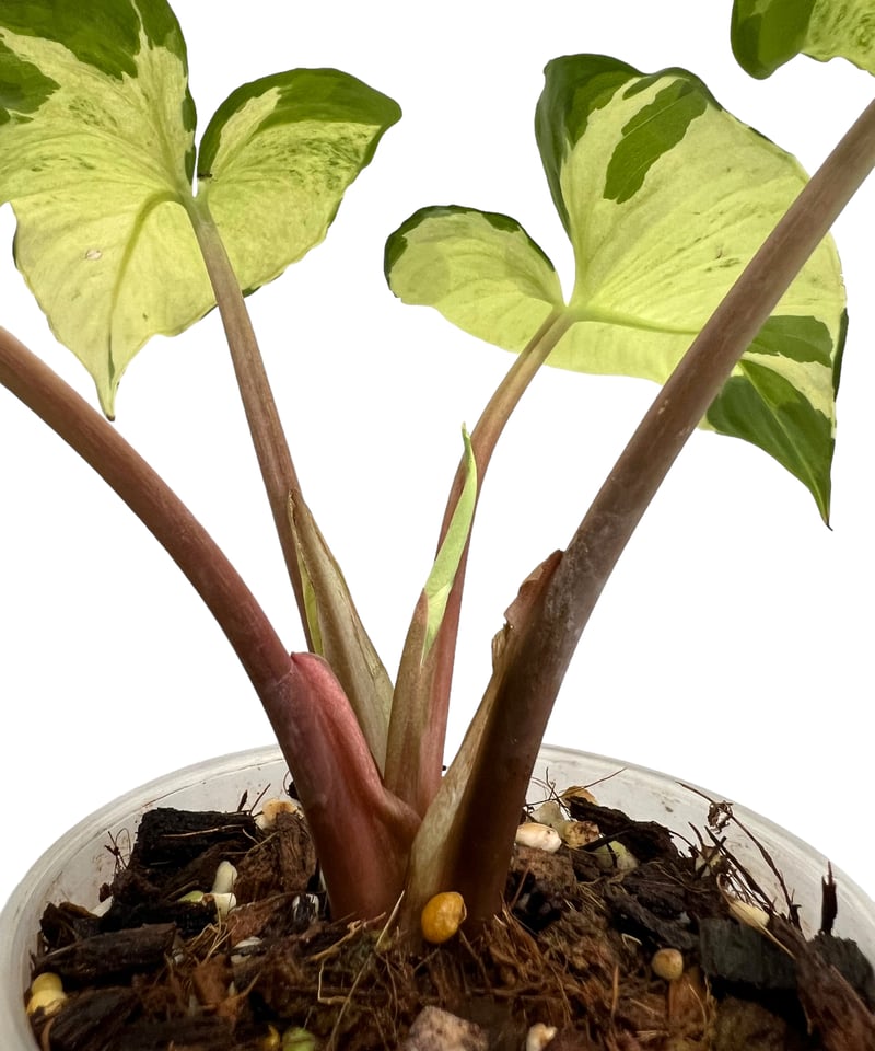 ホマロメナ　斑入り　南スマトラ産 ホマロメナ 斑入り 南スマトラ産 ホマロメナ 斑入り 南スマトラ産