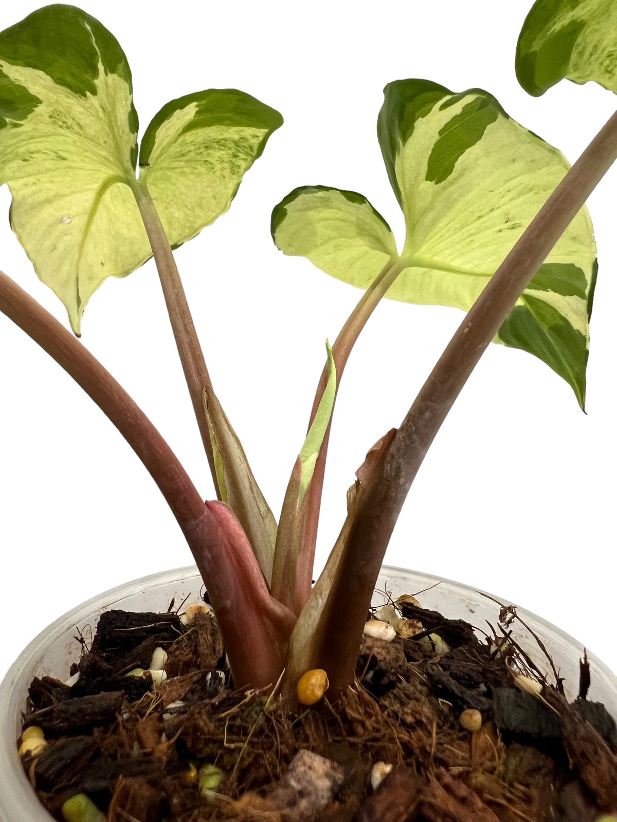 ホマロメナ sp. 斑入(インドネシア産) 「Homalomena so. Variegate