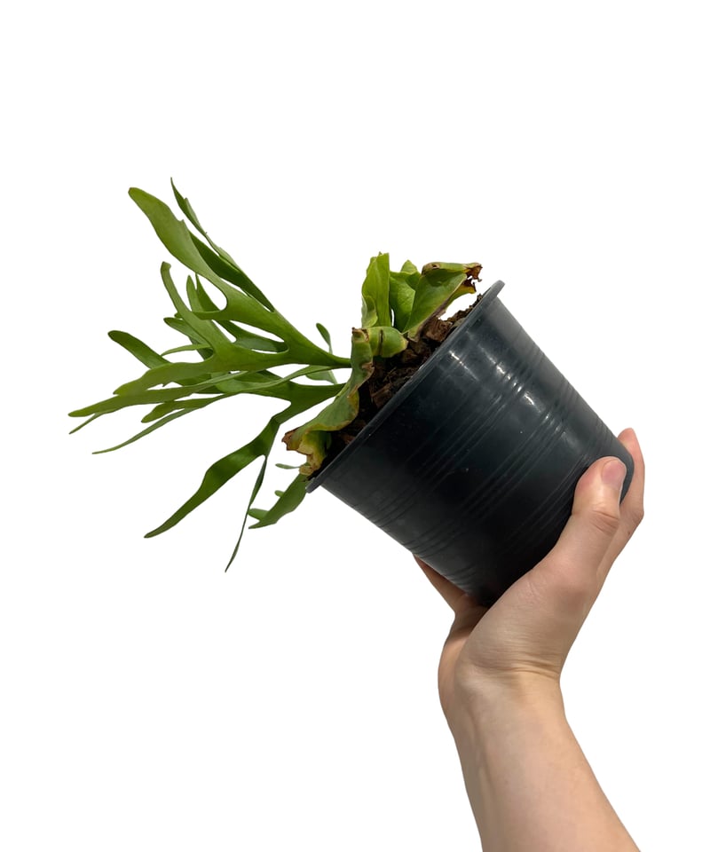 ビカクシダ キッチャクード細葉(by ヌクル) 「Platycerium kitshakoo