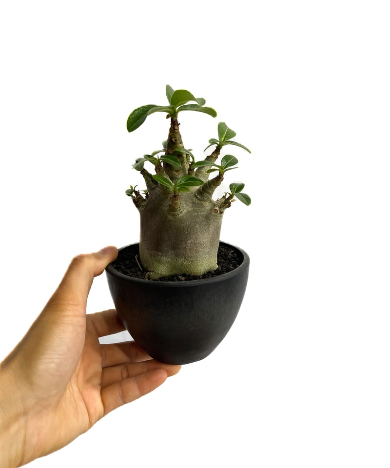 アデニウム アラビカム ドワーフ “ブラック”「adenium arabicum Dwar