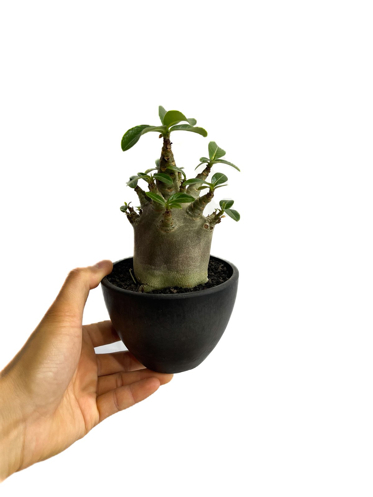 アデニウム アラビカム ドワーフ “ブラック”「adenium arabicum Dwar
