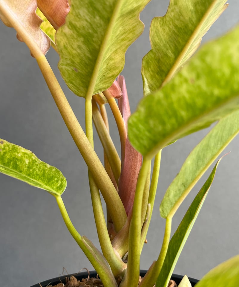 フィロデンドロン リング オブ ファイヤー 「Philodendron 'Ring of Fi