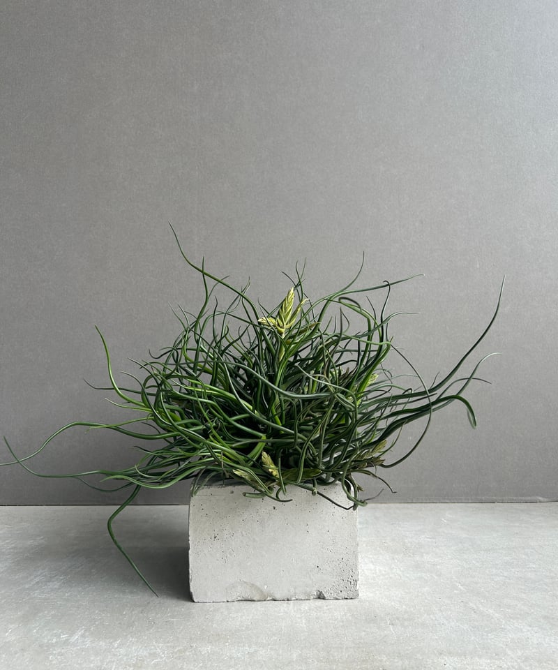 ティランジア ブルボーサ クランプ (実生苗) 「Tillandsia bulbosa clu