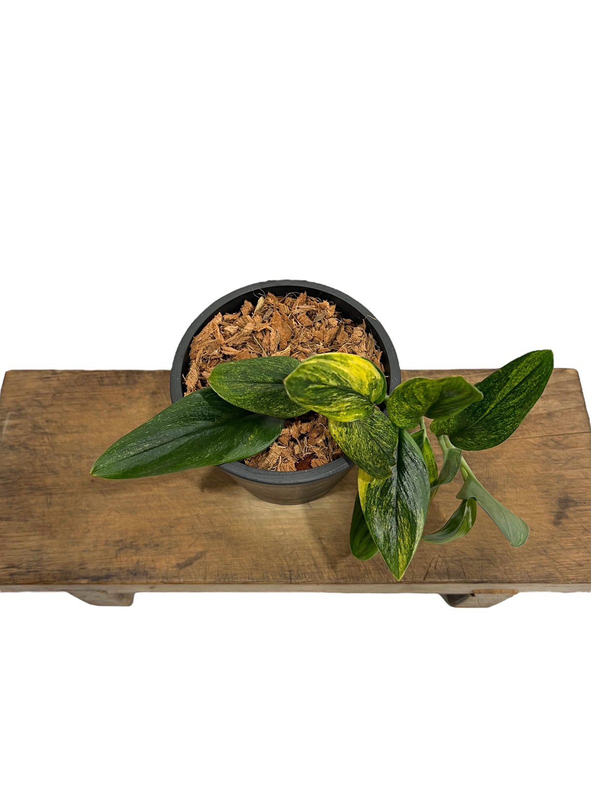 スキンダプサス Scindapsus treubii ‘Dark Yellow’ スキンダプサス トレビー ダークフォーム イエロー斑入り/Scindapsus