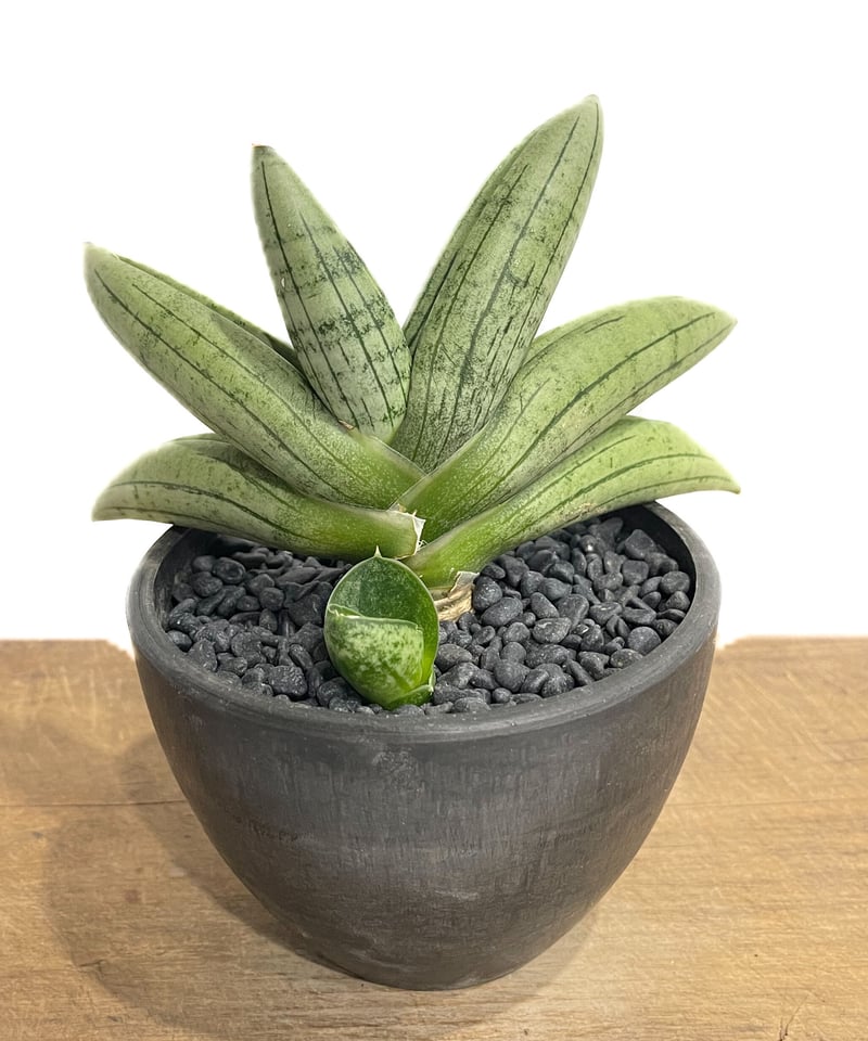 サンスベリア Sansevieria Sandee A サンスベリア Sansevieria Sandee A