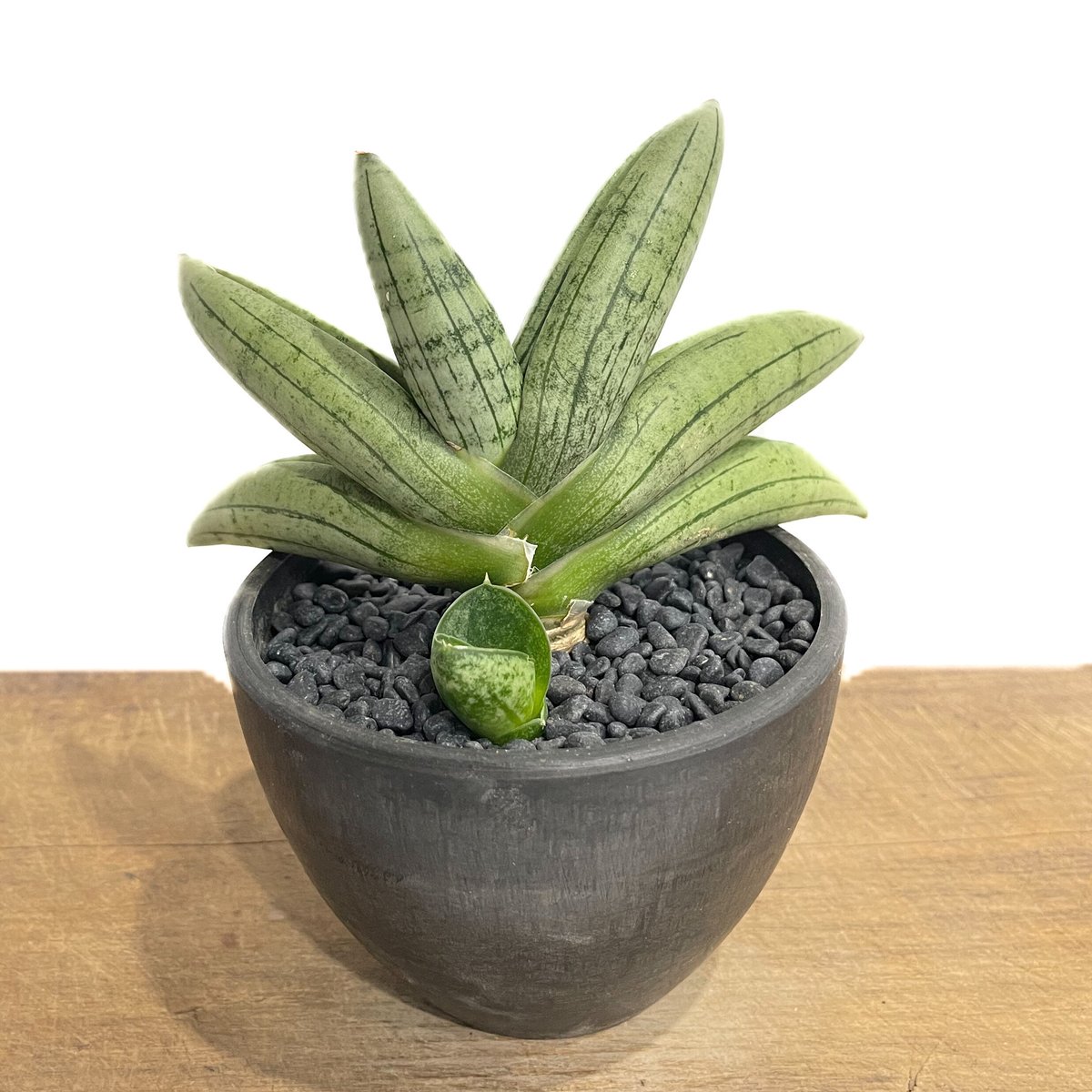 サンセベリア ☆ Sansevieria Mee Dee from Unyamanee Garden