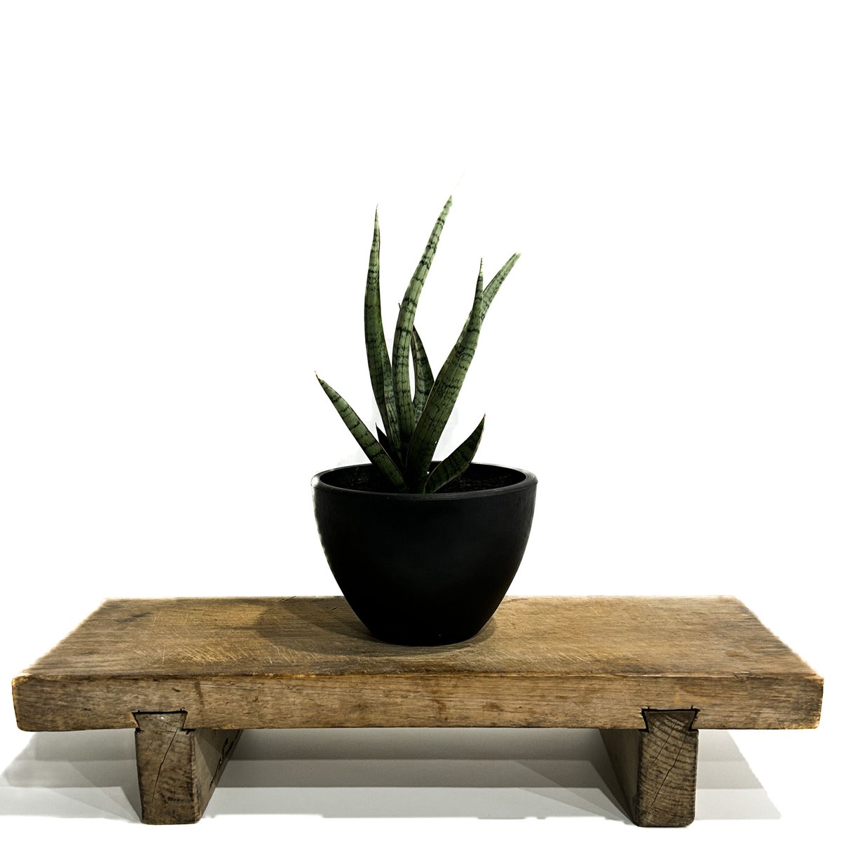 サンセベリア コヨーテ 「Sansevieria Coyote」3/16-110 | SHOU