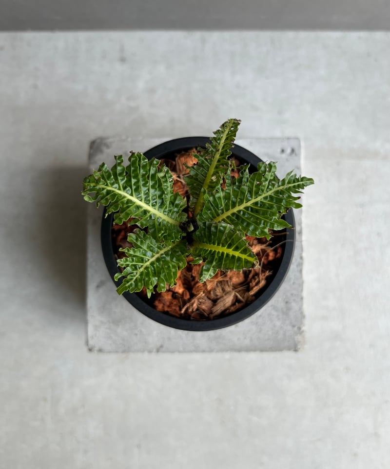 ブレクナム ギッバム ドワーフ 「Blechnum gibbum Dwarf 」71C | S