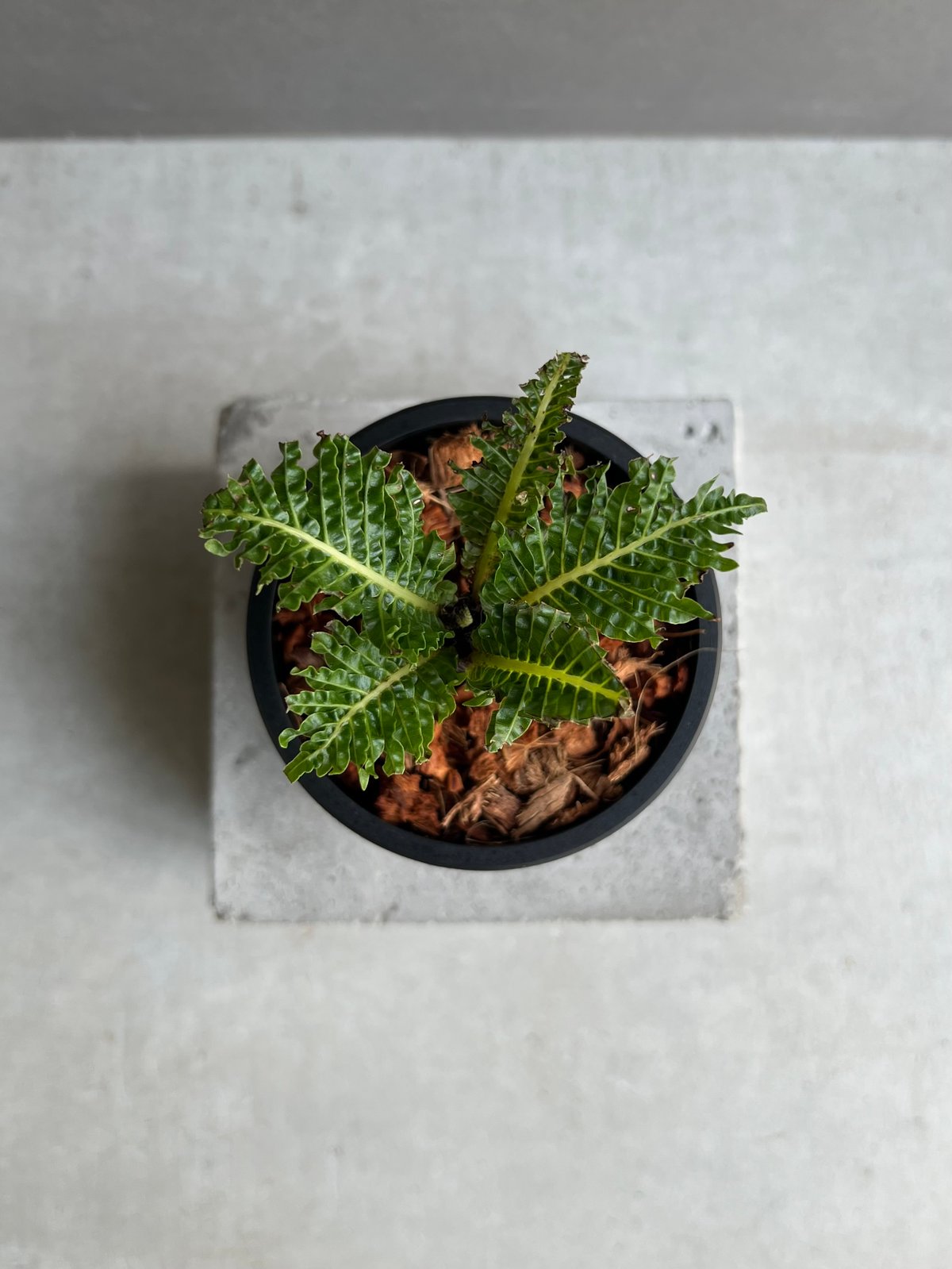 ブレクナム ギッバム ドワーフ 「Blechnum gibbum Dwarf 」71C | S