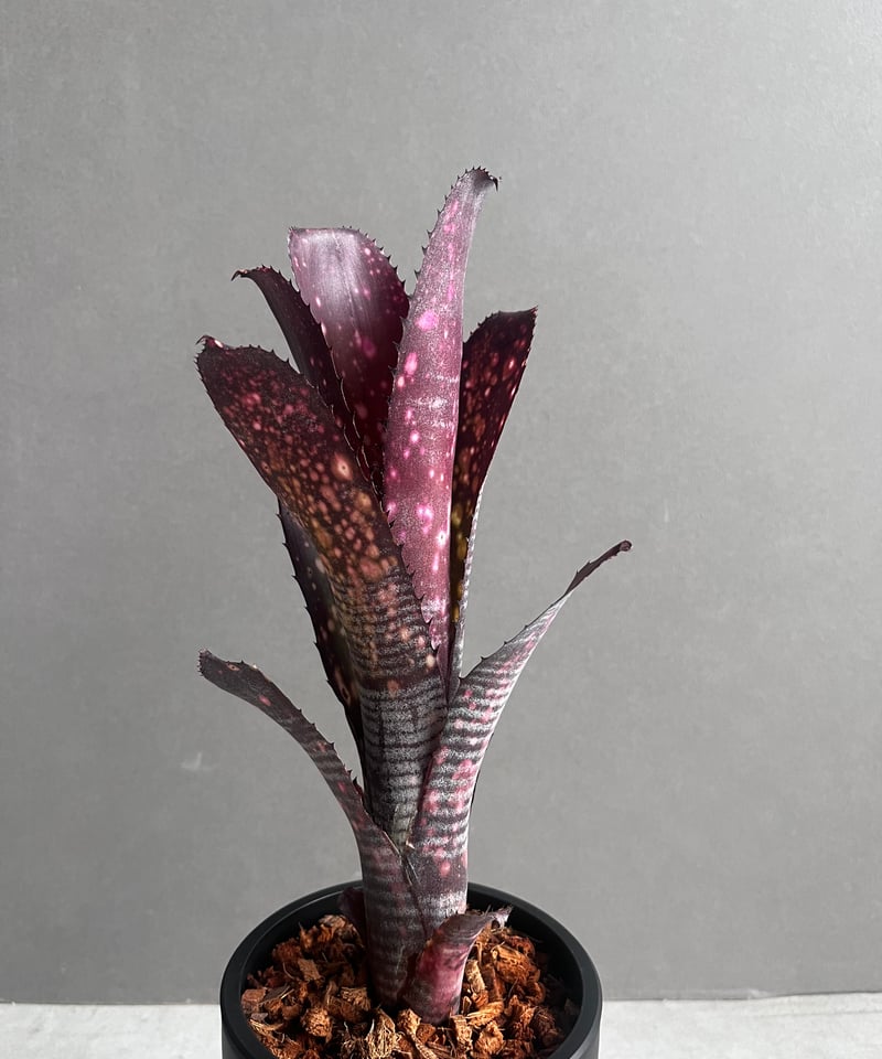 ビルベルギア オビ-ワン 「Billbergia Obi - Wan」97C | SHOUCH