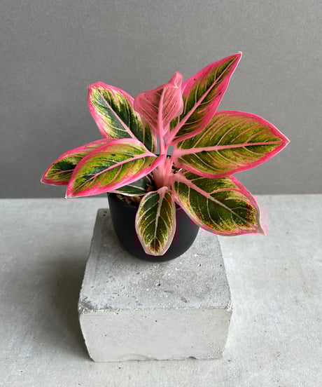 超希少❗️アグラオネマパールオブタイランド新葉展開中✨️ 商品 | 希少植物の販売 アグラオネマ専門販売店 『アグラオネマ