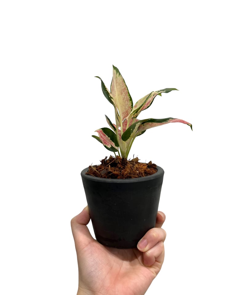 アグラオネマ ネオン “Wagyu” 斑入 「Aglaonema Neon “Wagyu” V アグラオネマ ネオン “Wagyu” 斑入 「Aglaonema Neon “Wagyu” V