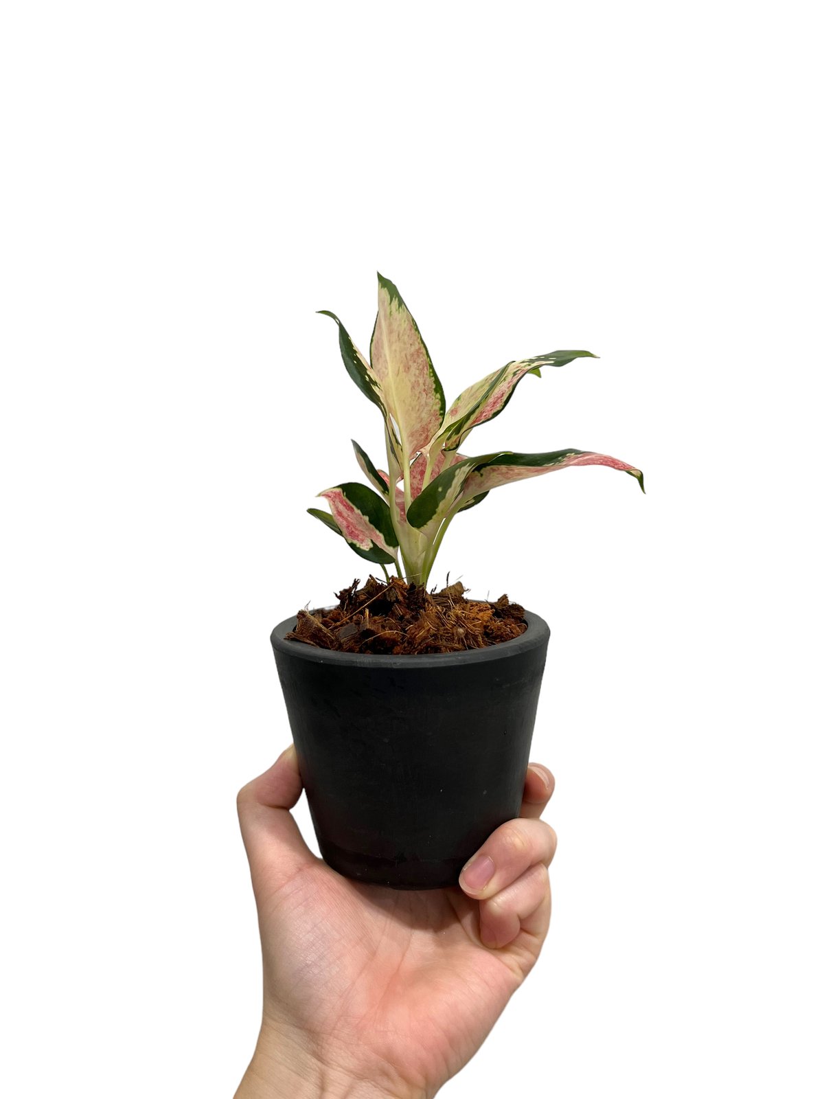 アグラオネマ ネオン “Wagyu” 斑入 「Aglaonema Neon “Wagyu” V