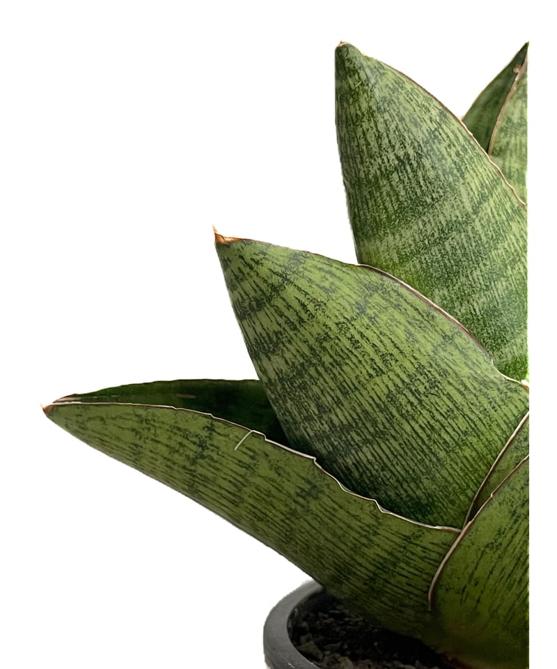 サンセベリア アンドロメダ「Sansevieria Andromeda」9/2-31C-1 |