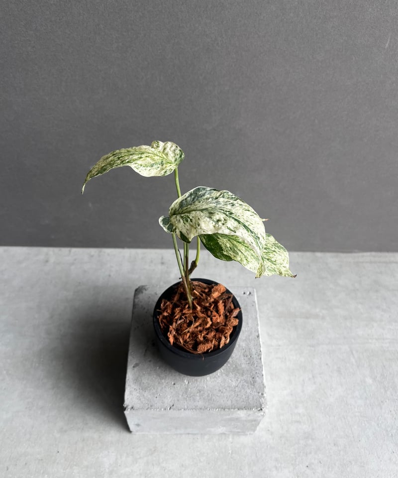 特大 希少 アミドリウム メデュウム 8号鉢 1株限定 178030296.jpg