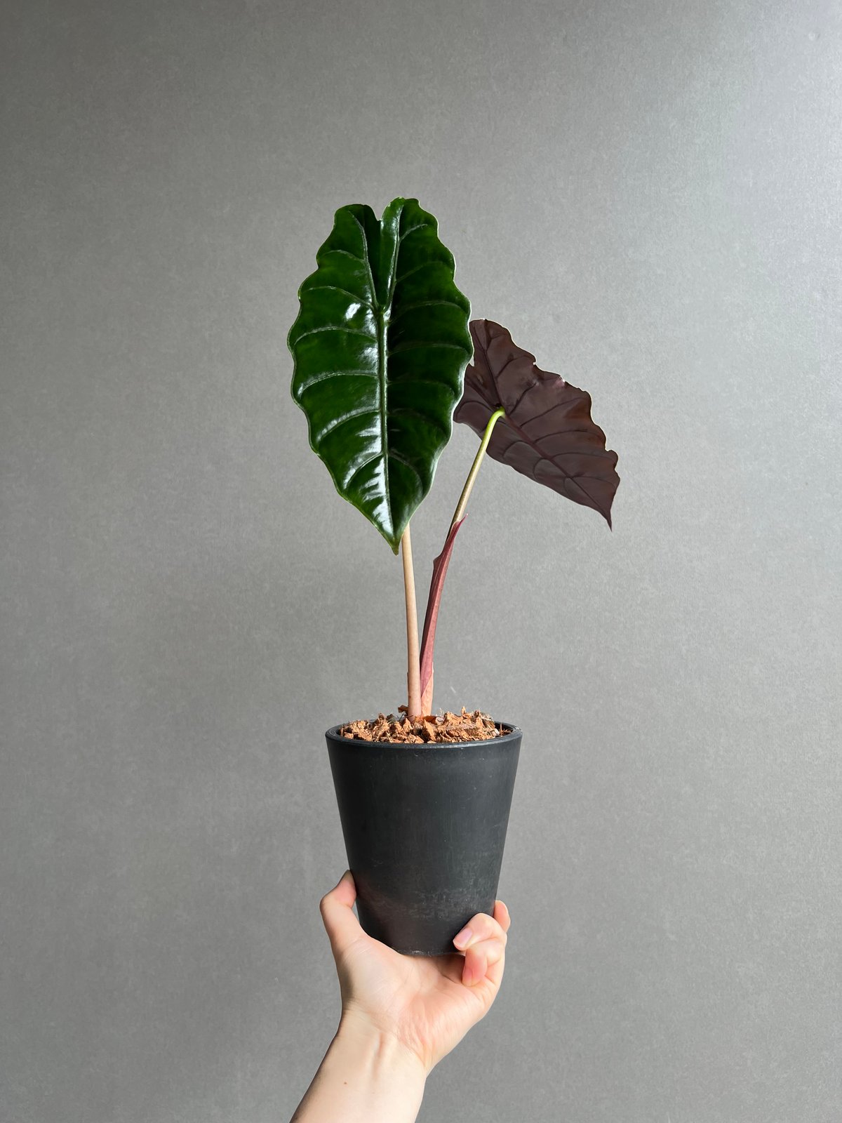 アロカシア シャントリエリ 「Alocasia Chantrieri」63D | SHOUCH