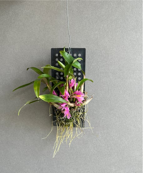 ★☆ヒントニー錦　カキ仔自根☆★ ヒントニー錦 カキ仔自根 観葉植物