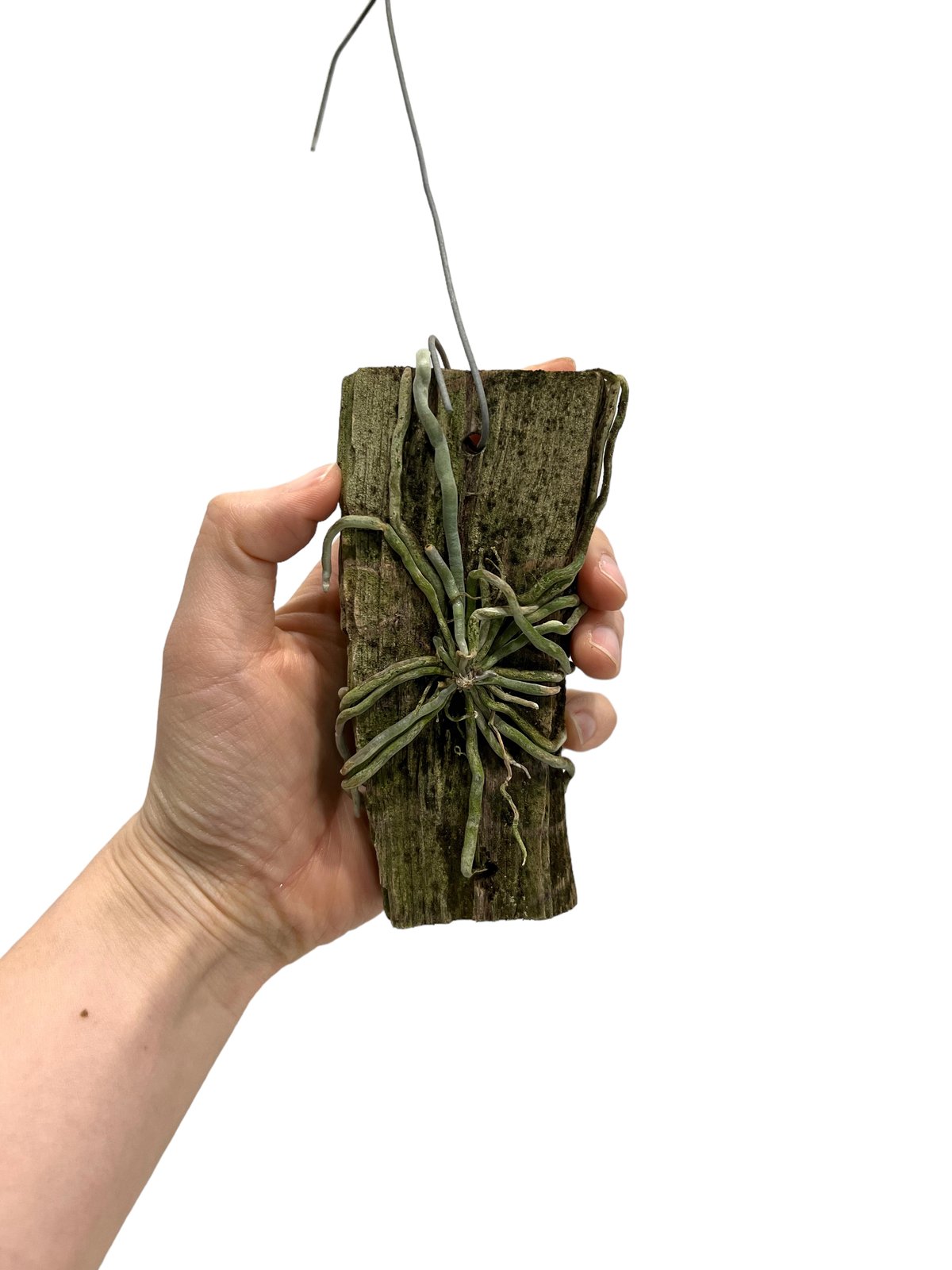 サクラ。 白子筍 4キロ 芝桜（シバザクラ）：トロット4号ポット の通販 | 園芸ネット