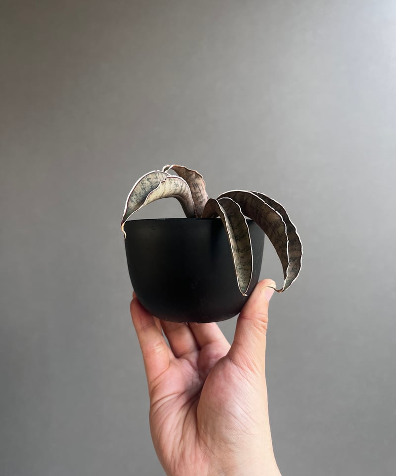 サンセベリア ピンクパンサー 「Sansevieria Pink Punter」35F | S