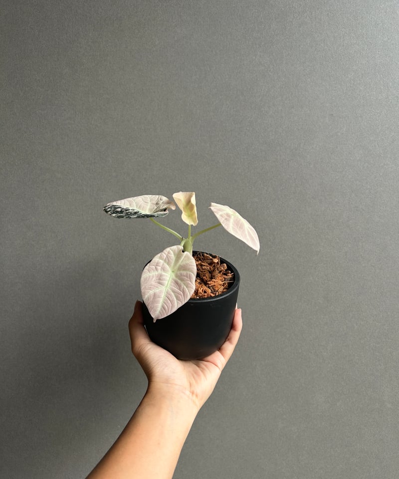アロカシア ブラック ベルベット ピンク 斑入 「Alocasia Black Velvet