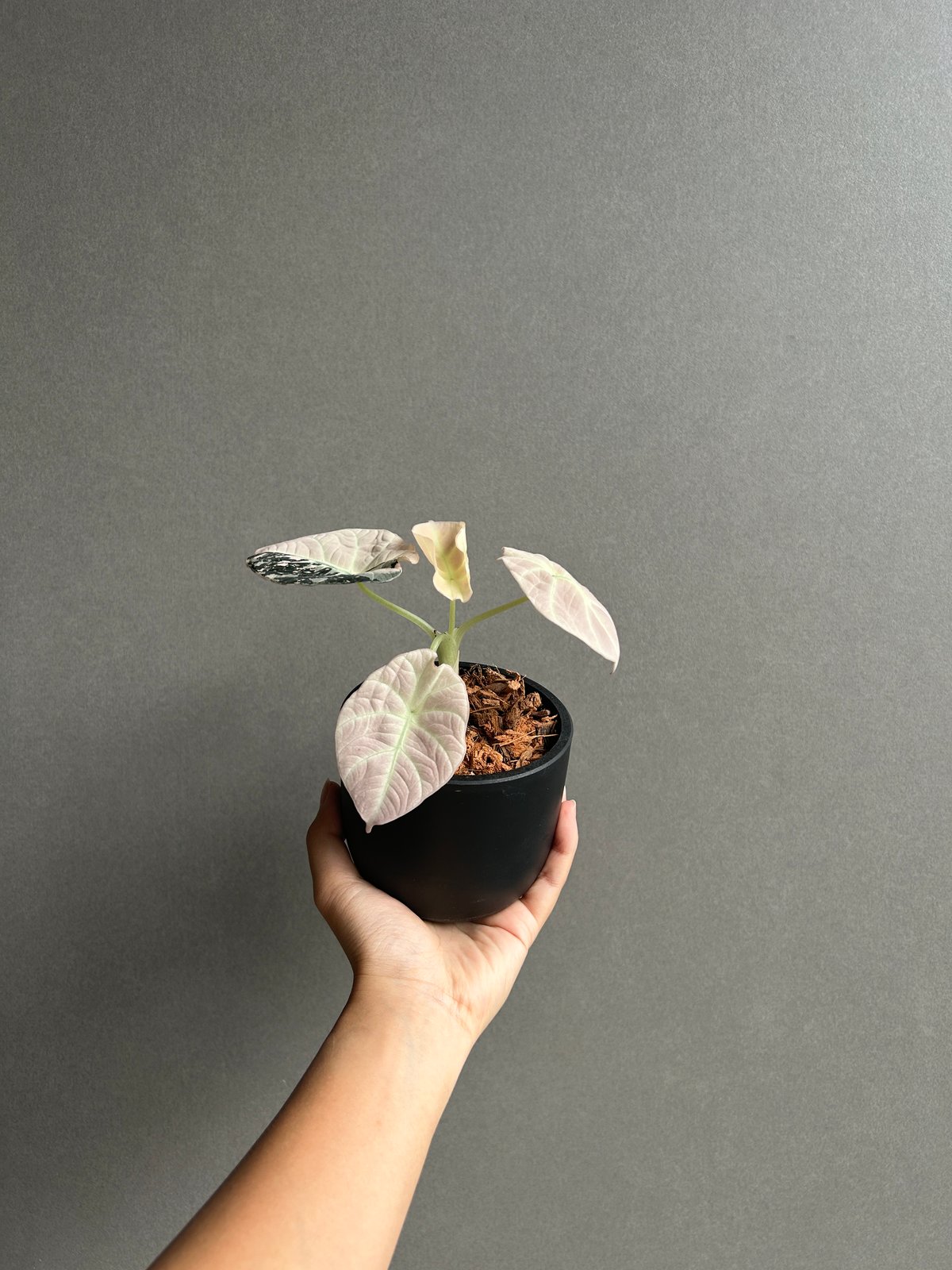 アロカシア ブラック ベルベット ピンク 斑入 「Alocasia Black Velvet