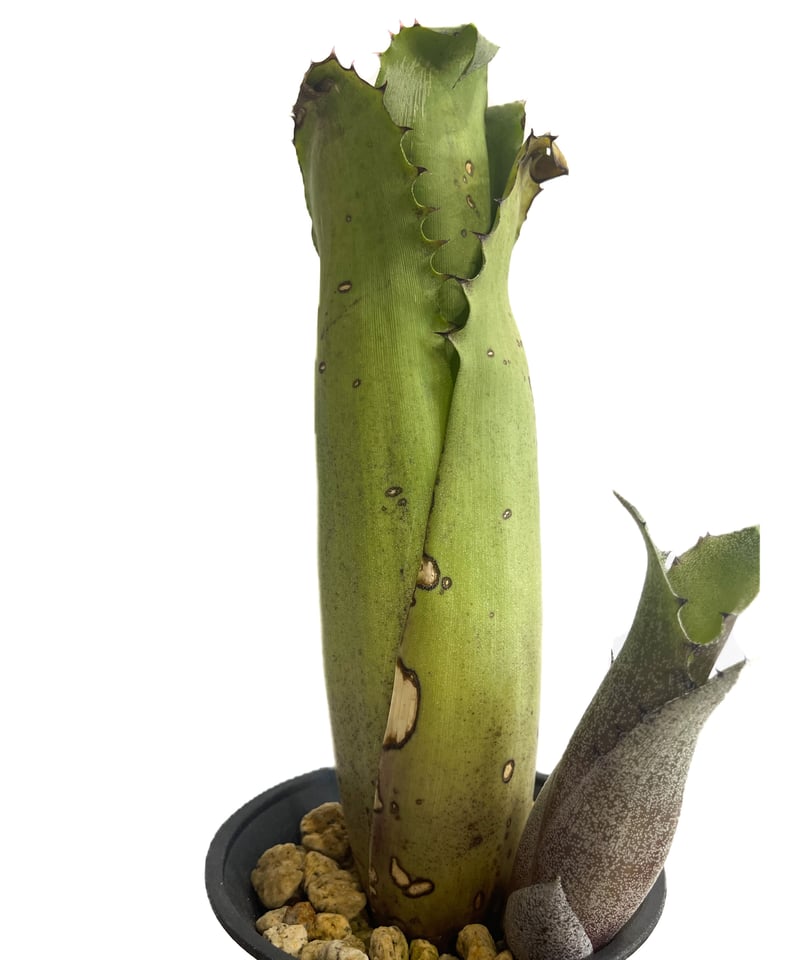 ホヘンベルギア マグニスピナ「Hohenbergia magnispina」 8/23-76