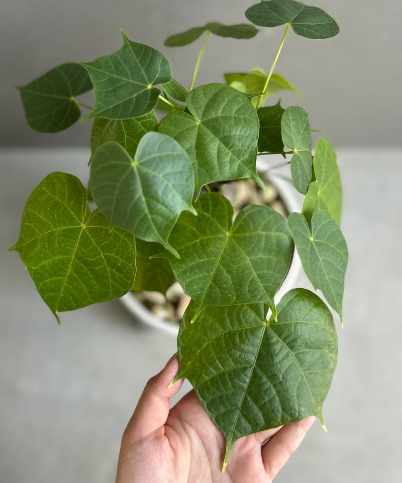 フィルミアナ コロラータ 「Firmiana colorata」56G | SHOUCHIKUEN