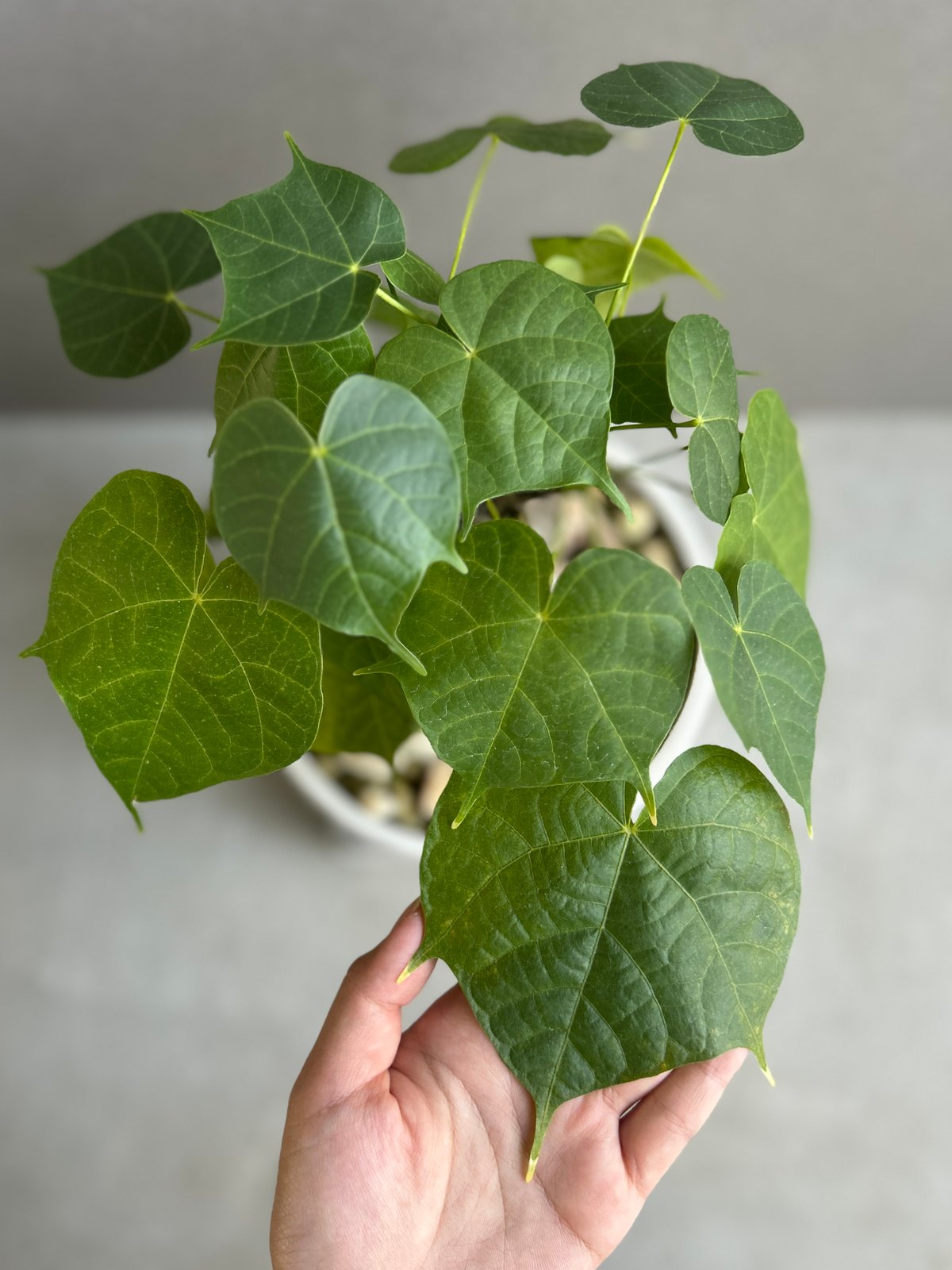 フィルミアナ コロラータ 「Firmiana colorata」56G | SHOUCHIKUEN