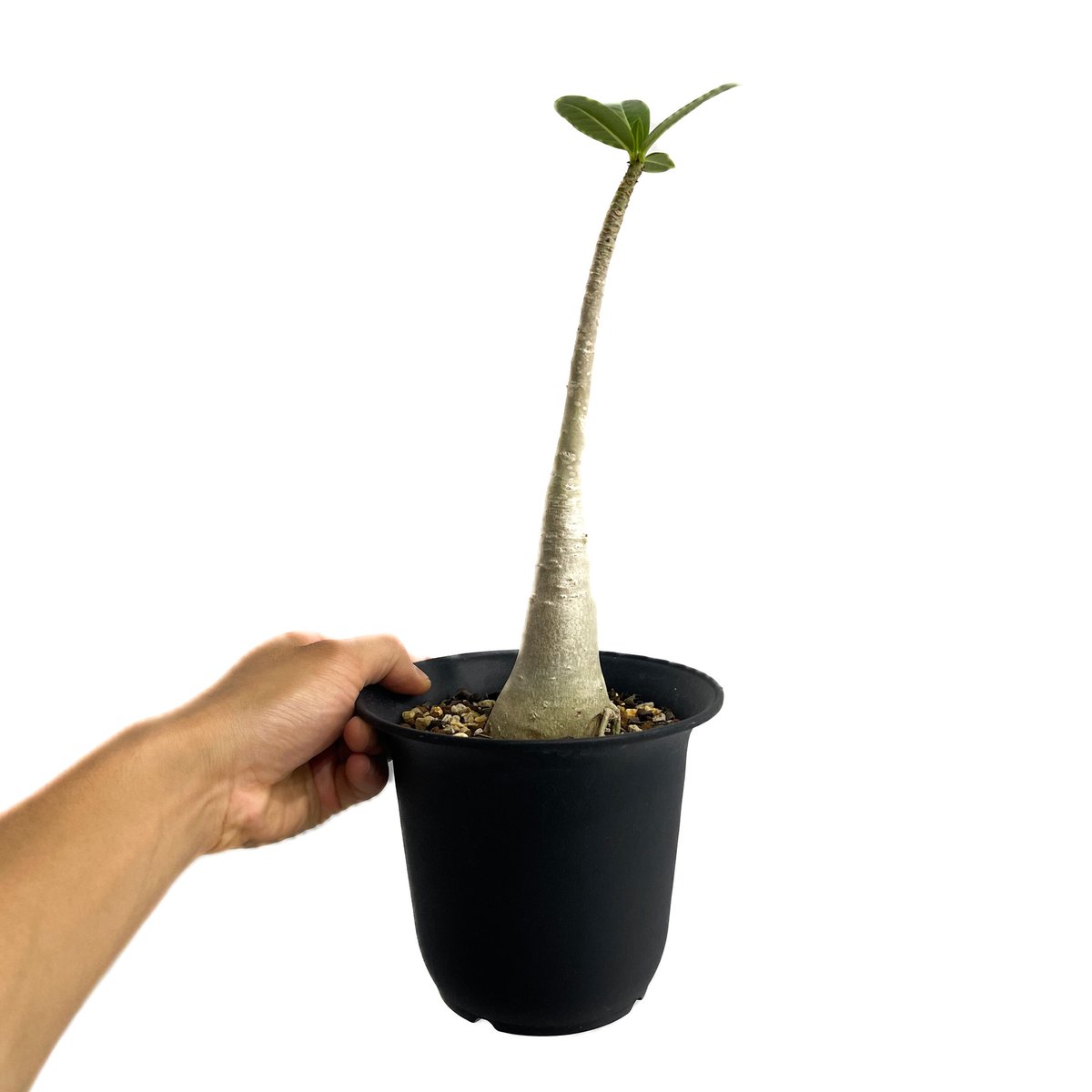 アデニウム・タイソコトラナム　実生５年 アデニウム・タイソコトラナム 実生5年 - メルカリ