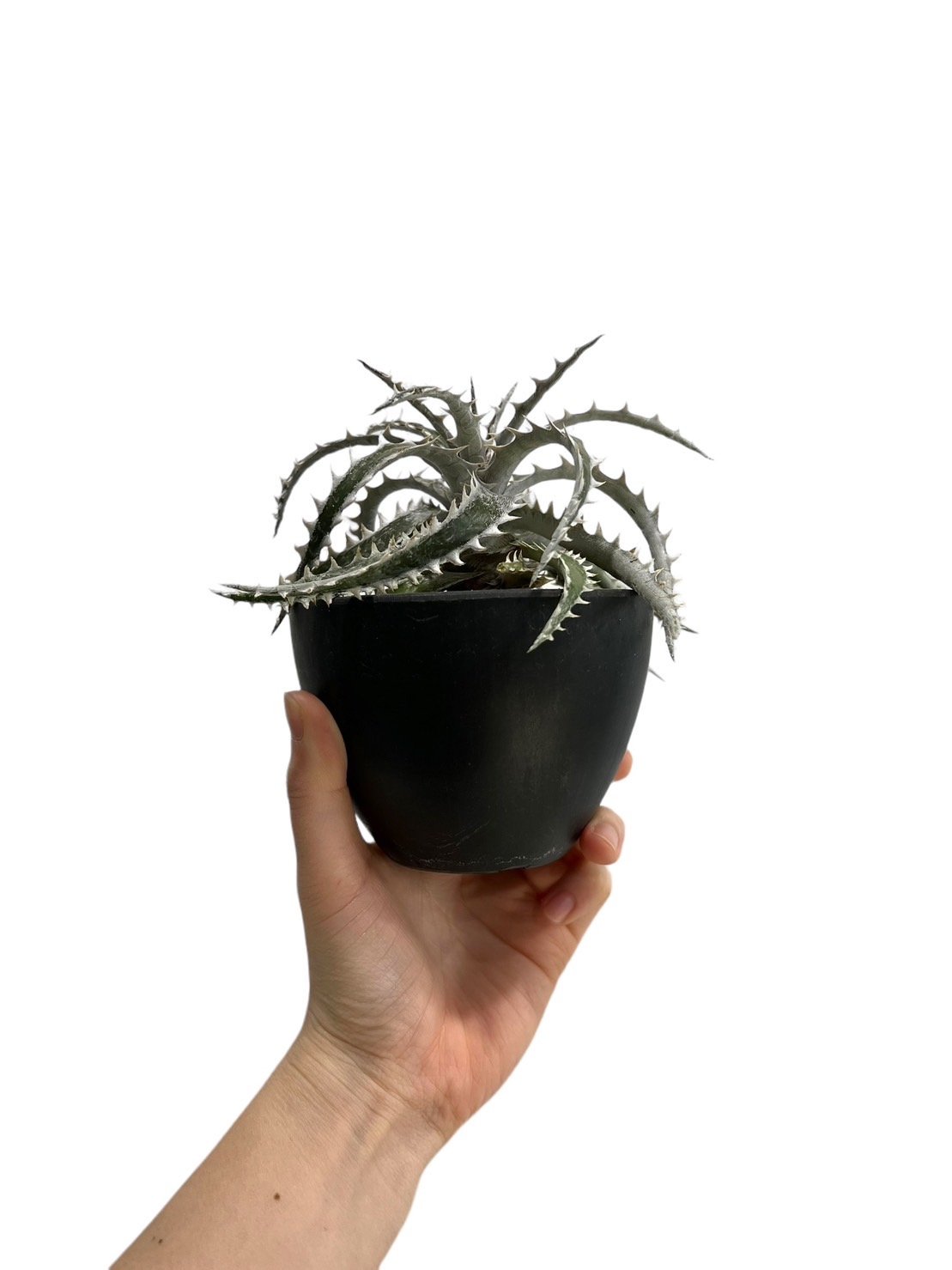 ズゴック Z'GOK ディッキア　発根済みカキ子 大きめ ディッキア・イモータル：Dyckia 'Immortal' | Dyckia Maniax
