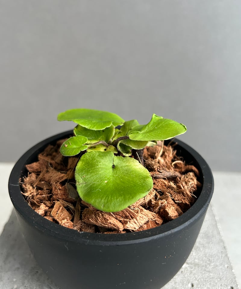 アスプレニウム デラバイ (フランチ) コペル 「Asplenium delavayi (Fr