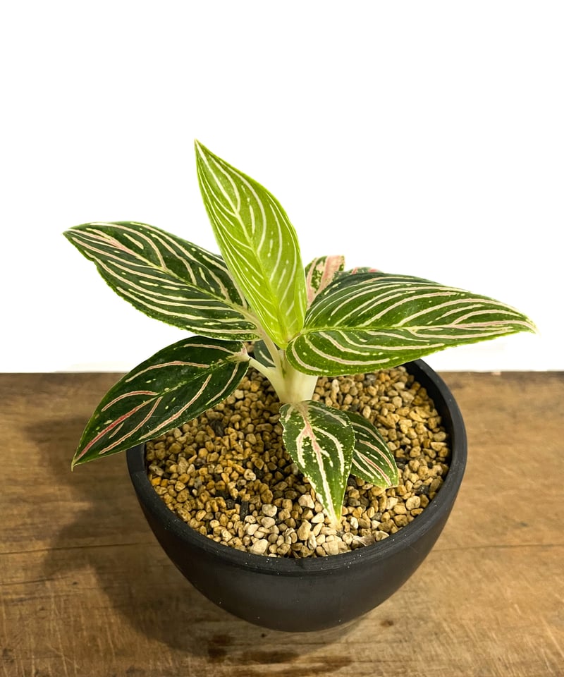 アグラオネマ ゴールデンホープ「Aglaonema Golden Hope」17G-1