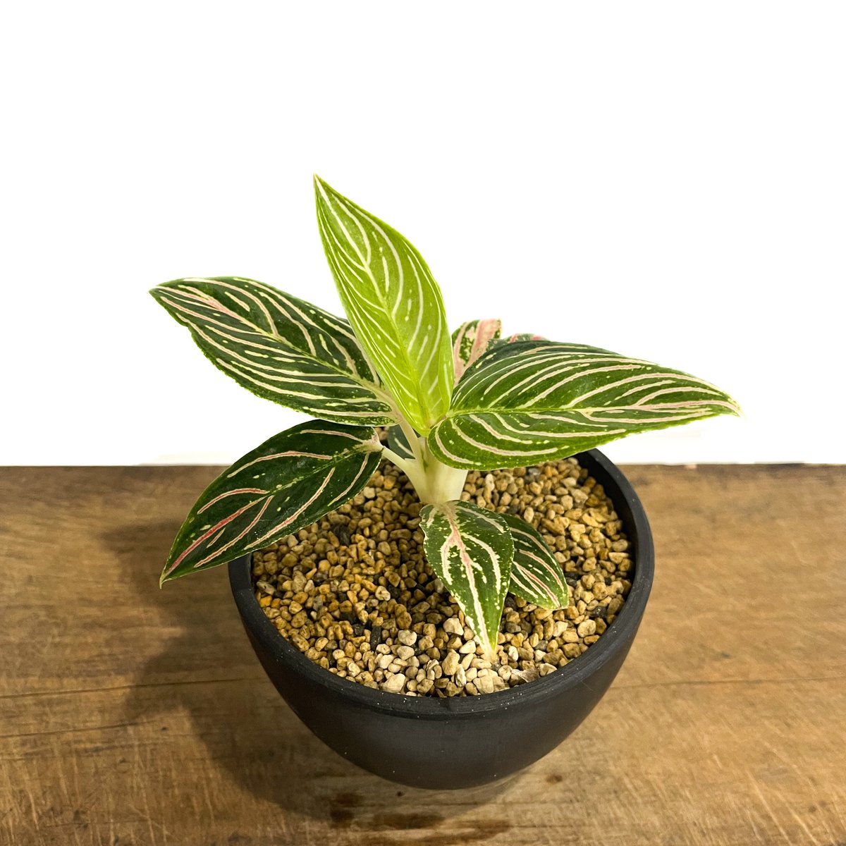 その他観葉植物 Aglaonema Golden Hope Aglaonema Pictum Bicolor | Greenspaces.id