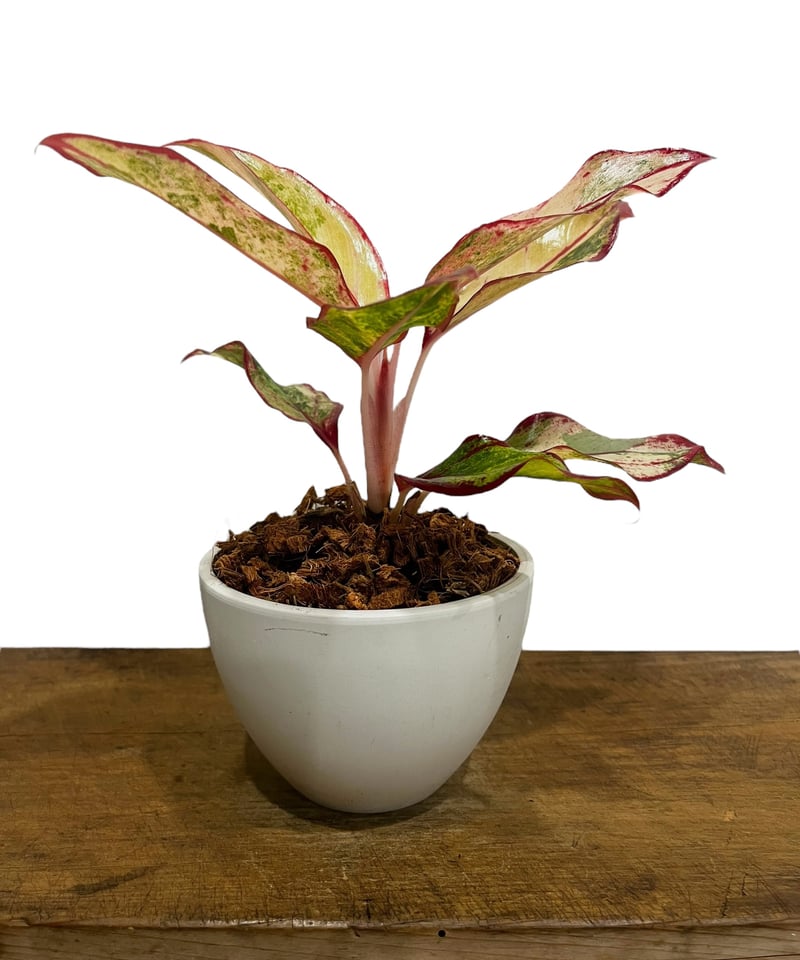 アグラオネマ サイアム オーロラ 斑入 「Aglaonema Siam Aurora