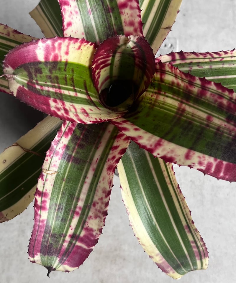 ネオレゲリア スーパーチャージド 「Neoregelia Supercharged」42Z |